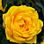 Роза фетида Першиан Йеллоу (Persian Yellow (Foetida Persiana, Jaune ancien (lutea), Jaune de Perse) С30