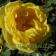 rose-Persian Yellow