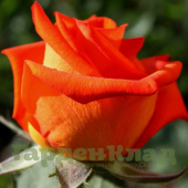 Роза чайно-гибридная Ред Вау (Red Wow) C30