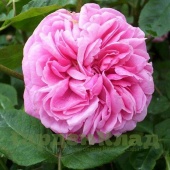 Роза английская Гертруда Джекилл (Gertrude Jekyll , AUSbord) C12,5