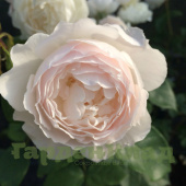 Роза английская Дездемона (Desdemona (Auskindling)) C30