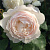 Роза английская Дездемона (Desdemona (Auskindling)) C30