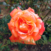 Роза чайно-гибридная Вуду (Voodoo (AROmiclea)) C30