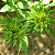 Роза китайская/бенгальская Виридифлора (Viridiflora (Bengale a Fleurs Vertes, Green Calyx, Green Rose, R. chinensis viridiflora)) С30