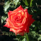 Роза кенийская Санаа (Sanaa) C12,5