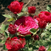 Роза чайно-гибридная Ред Пиано (Red Piano)  C12,5