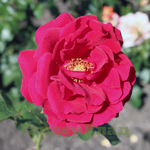 Роза плетистая крупноцветковая (клаймбер) Симпатия (Symphatie)1