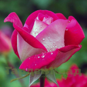 Роза чайно-гибридная Акапелла (Acapella (TANalleoa, A Capella, Charlie Dimmock, Charlies Rose, TANallepa)) C30