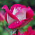 Роза чайно-гибридная Акапелла (Acapella (TANalleoa, A Capella, Charlie Dimmock, Charlies Rose, TANallepa)) C30