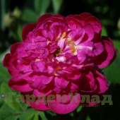 Роза центифолия Парвифолия (Centifolia Parvifolia (Burgundica, Petit pompon, Rosier à petites feuilles)) С30