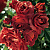 Роза спрей Терракот (Terracotta ® (MEIcobuis, My Lovely, Terra Cotta)) C30
